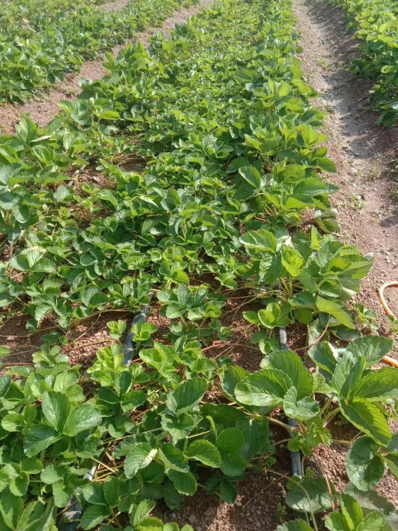 云南楚雄妙香七号草莓苗无任何病害产量高抗病性好欢迎咨询