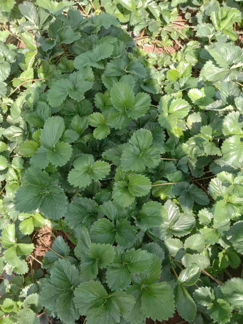云南省楚雄市粉色草莓苗（果形大，抗病性强）