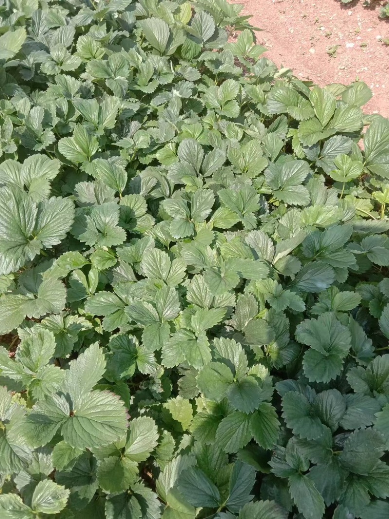 云南省楚雄市粉色草莓苗（果形大，抗病性强）
