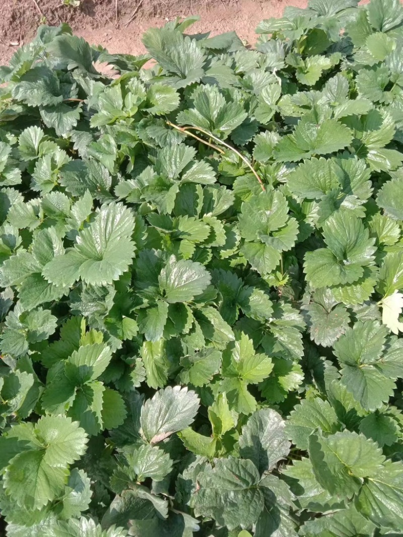云南省楚雄市粉色草莓苗（果形大，抗病性强）