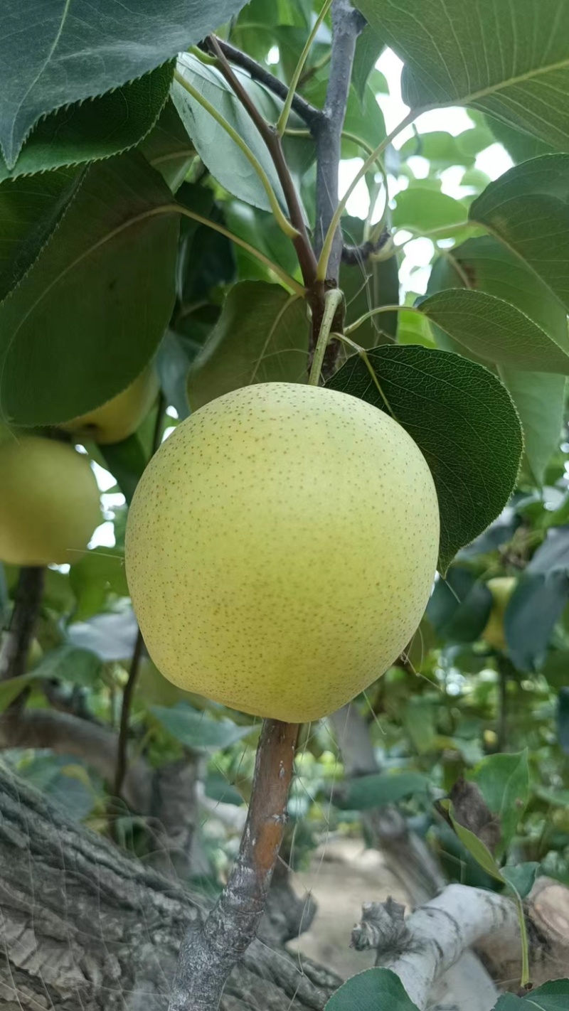 河北精品皇冠梨自家产地质量保证量大价优视频看货