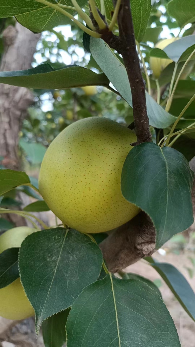 河北精品皇冠梨自家产地质量保证量大价优视频看货
