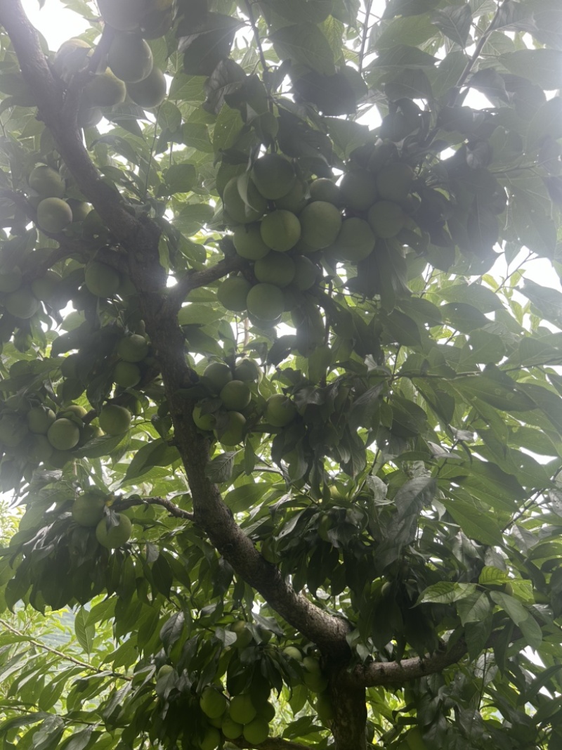 茂县青脆李职业代办