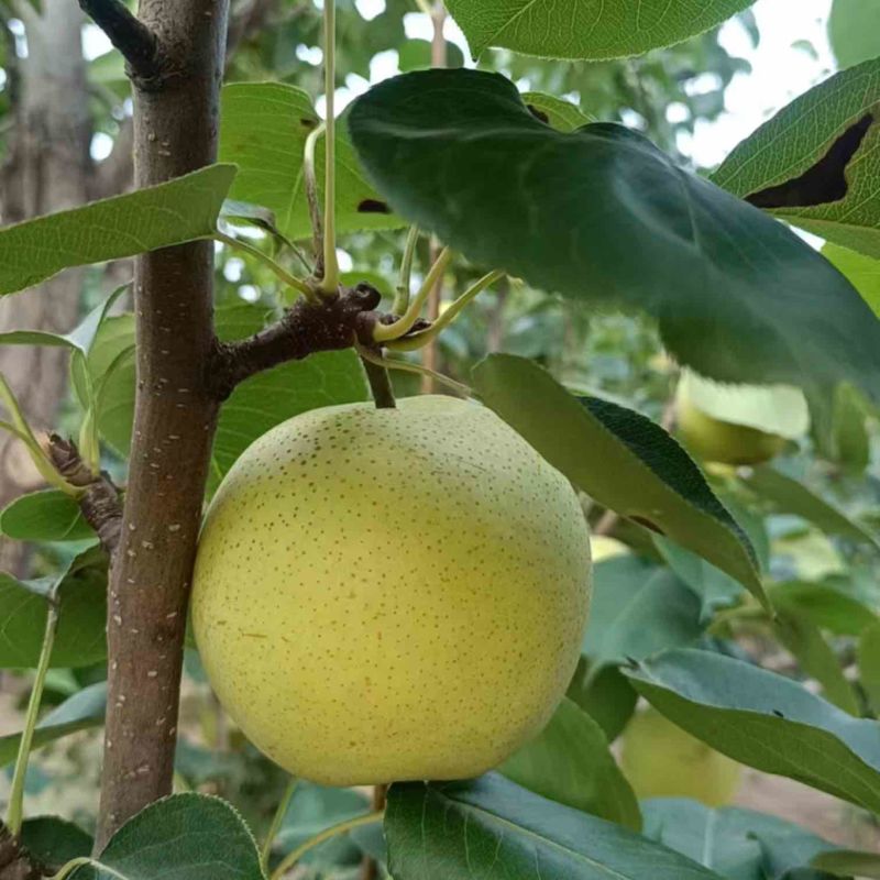 精品皇冠梨基地直发质量保证量大价优欢迎来电