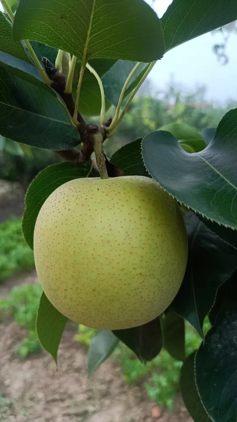 精品皇冠梨基地直发质量保证量大价优欢迎来电
