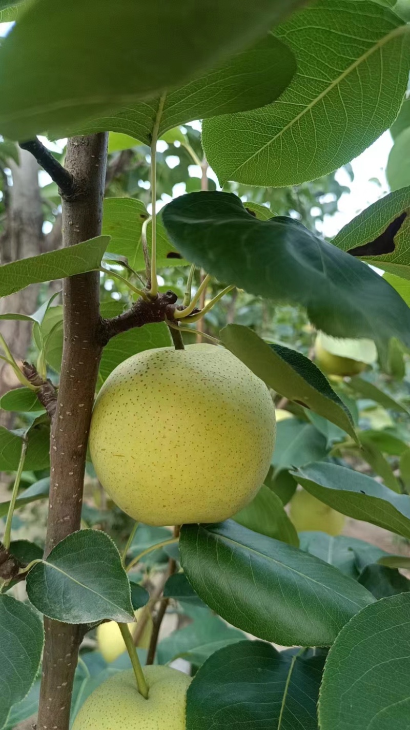 精品皇冠梨基地直发质量保证量大价优欢迎来电