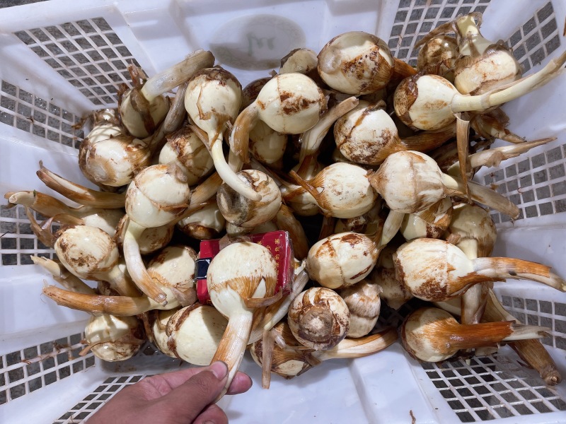 精品茨菇大量上货，品质好价格低规格全，可视频看货代发全国