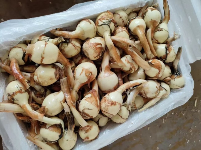 云南慈姑陆良茨菇大量上市产地现货供应，规格齐全可视频看货