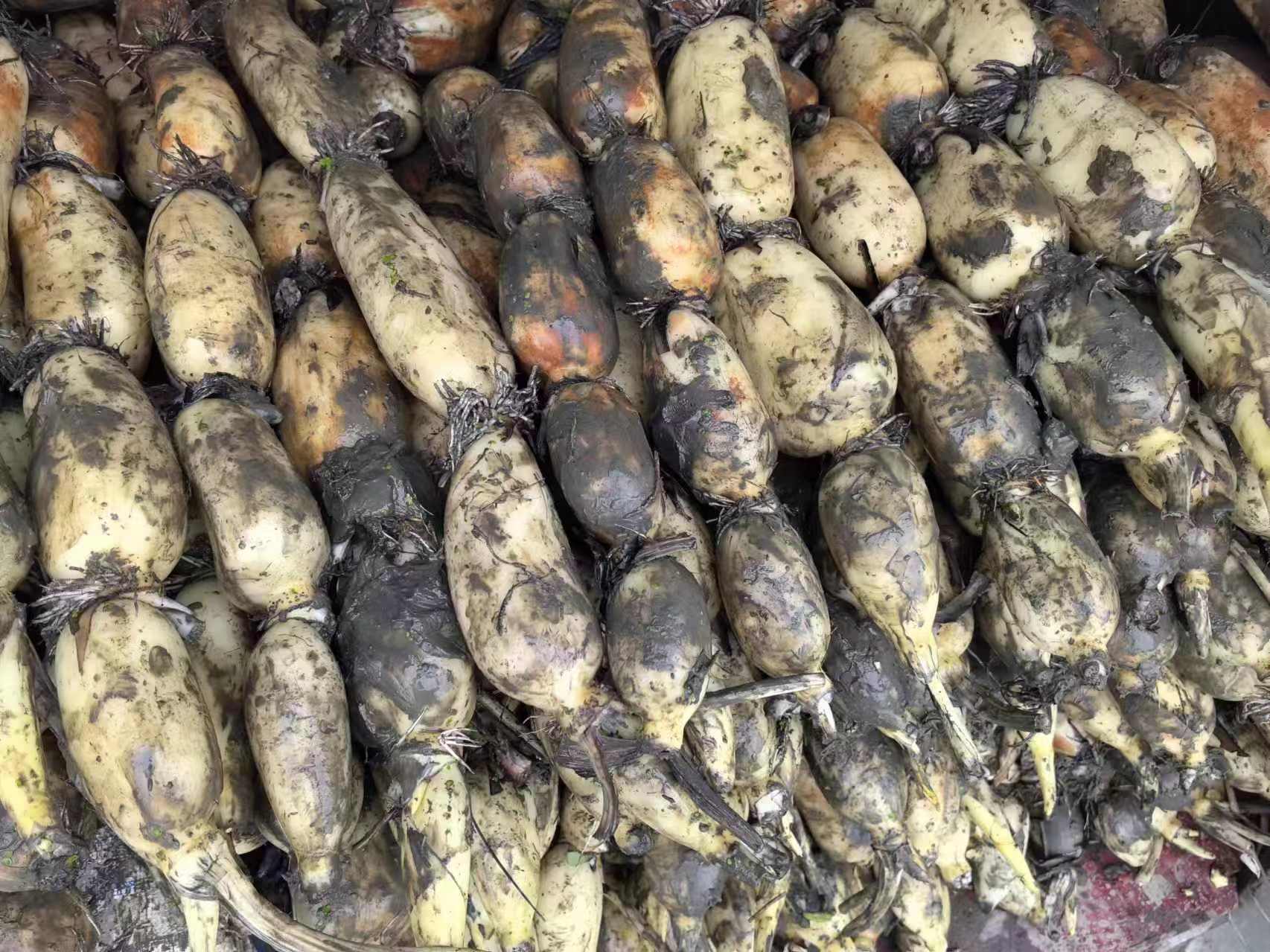 一个乡村集市的摊位上整齐摆放着多节新鲜莲藕,藕体粗壮饱满,表面带有湿润泥土,旁边配有绿叶莲蓬、荷叶和几颗小芋头,背景模糊可见其他顾客走动,整体展现原生态农产品交易场景 市场摊位上摆放的新鲜莲藕与相关农产品组合图
