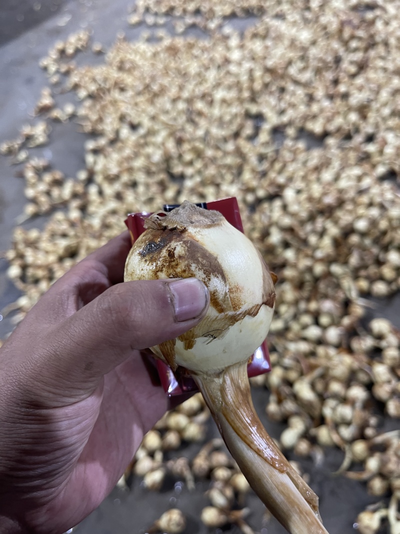 白茨菇云南慈姑/宽叶慈姑规格齐全品质保证对接电商市场