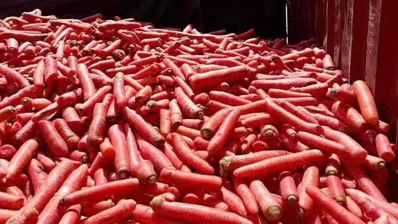 精品胡萝卜产地直发品质保证量大从优一手货源