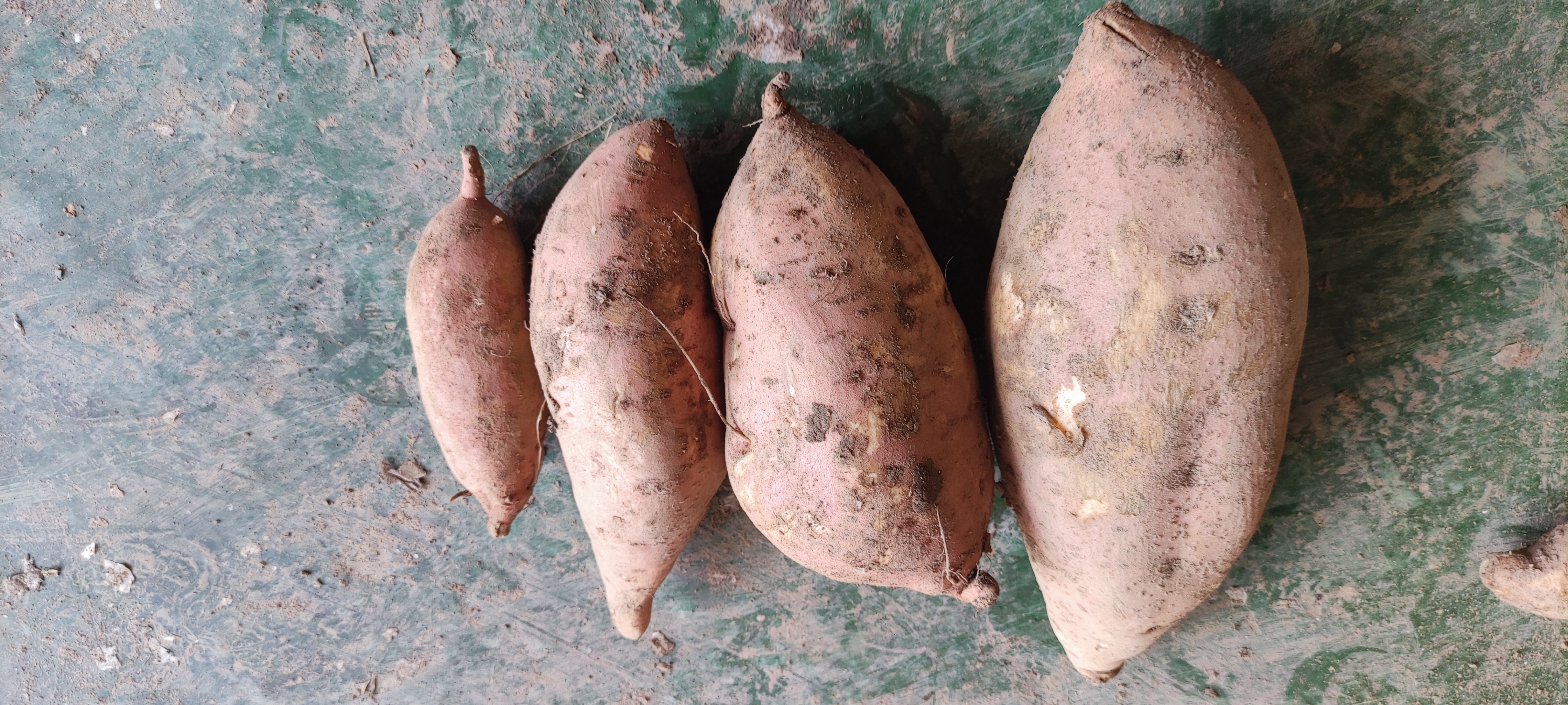 西瓜红红薯整体外观