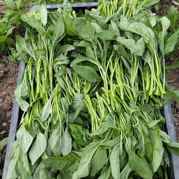 苋菜产区一手货源保质保量供货对接全国采购商