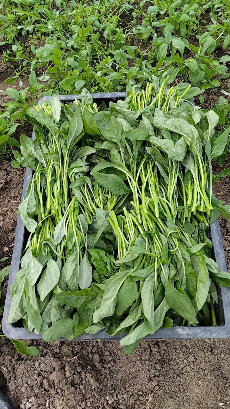 苋菜产区一手货源保质保量供货对接全国采购商