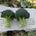 京绿5号西兰花种子，小米粒，耐寒