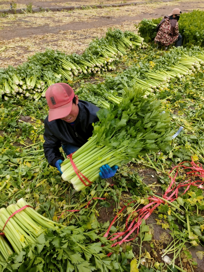 扎捆西芹