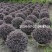 红花继木地苗袋苗毛球精球高20~150cm冠20到200