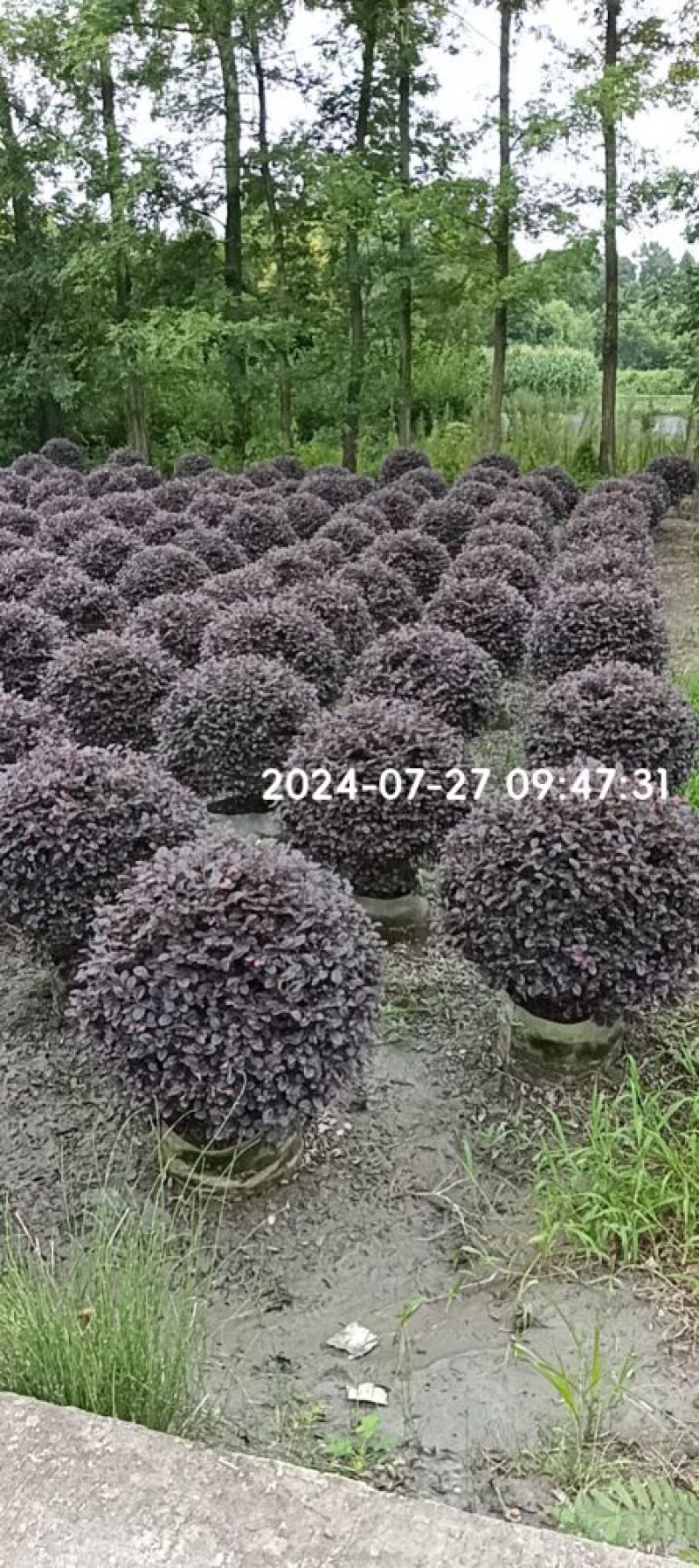 红花继木地苗袋苗毛球精球高20~150cm冠20到200