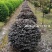 红花继木地苗袋苗毛球精球高20~150cm冠20到200