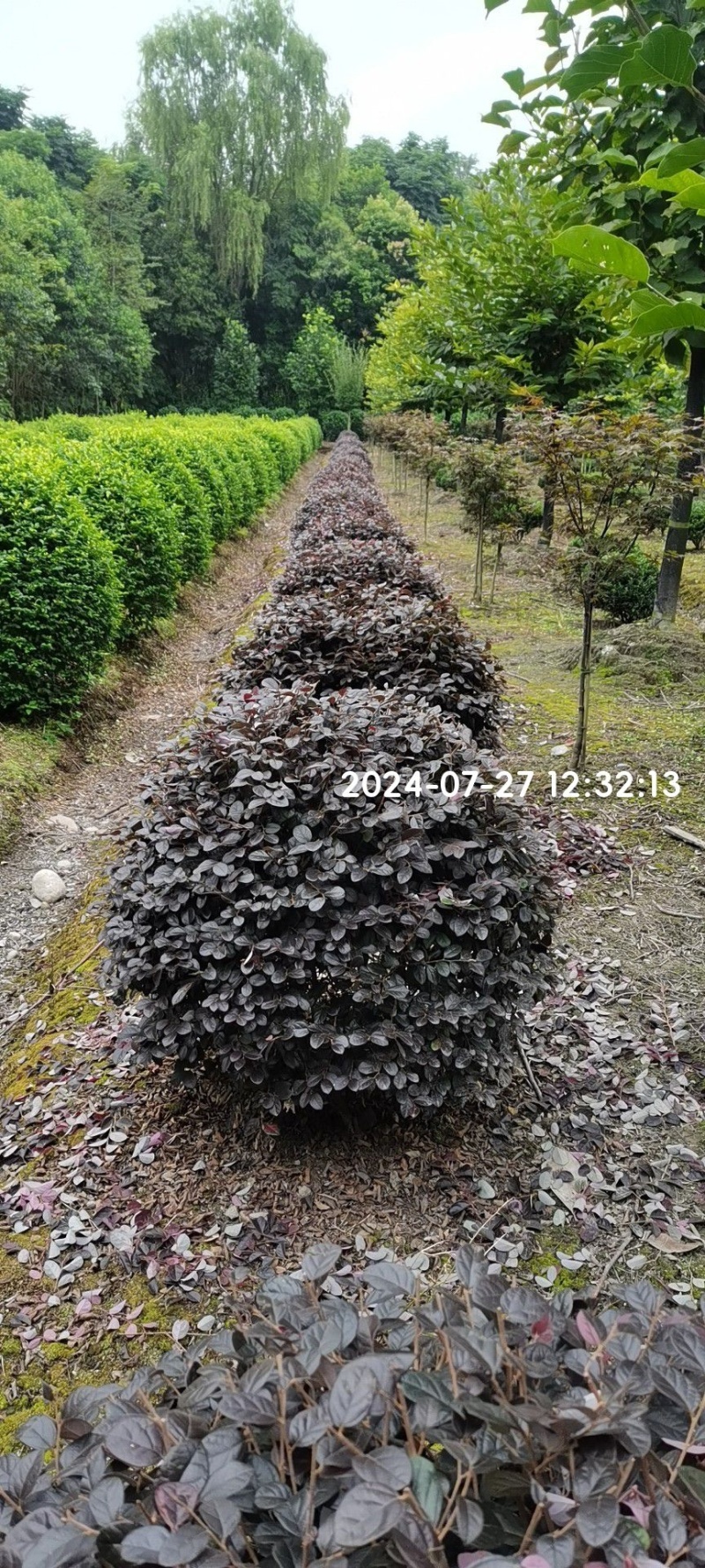 红花继木地苗袋苗毛球精球高20~150cm冠20到200