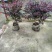 红花继木地苗袋苗毛球精球高20~150cm冠20到200