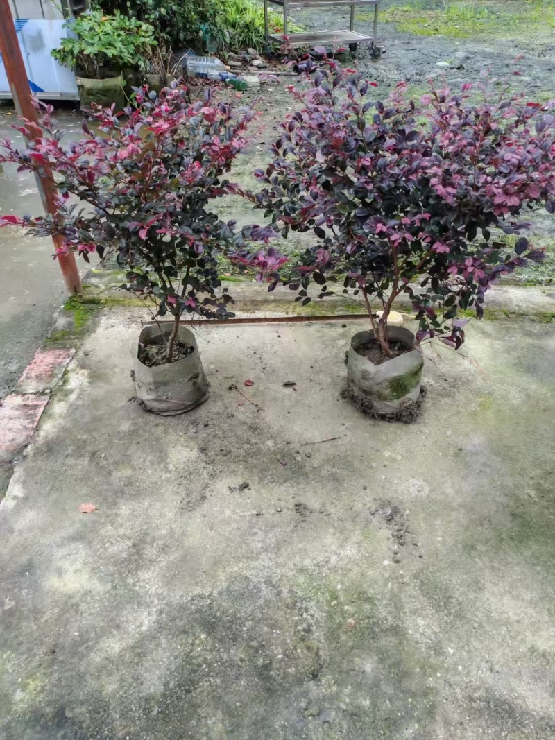 红花继木地苗袋苗毛球精球高20~150cm冠20到200