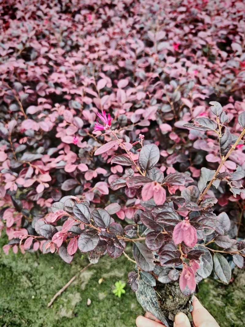 红花继木地苗袋苗毛球精球高20~150cm冠20到200