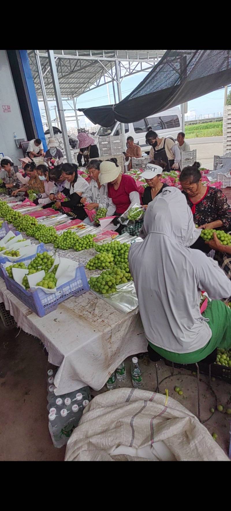 阳光玫瑰产地一手货源质量保证套袋果上等货对接电商市场