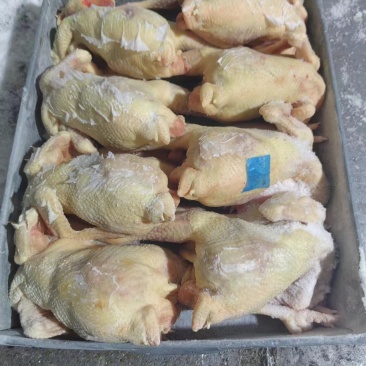 二级老母鸡