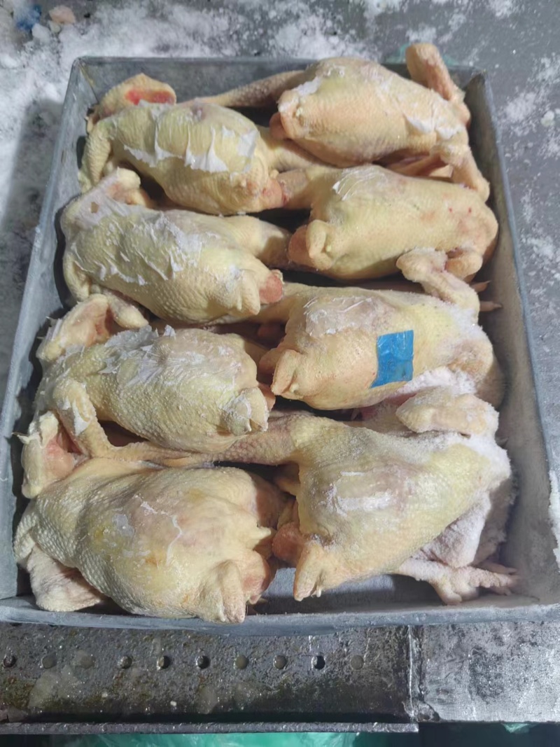 二级老母鸡