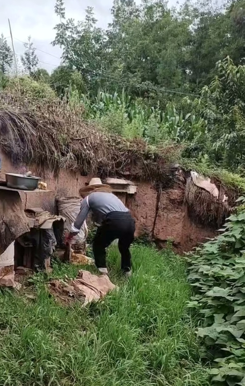 土蜂蜜