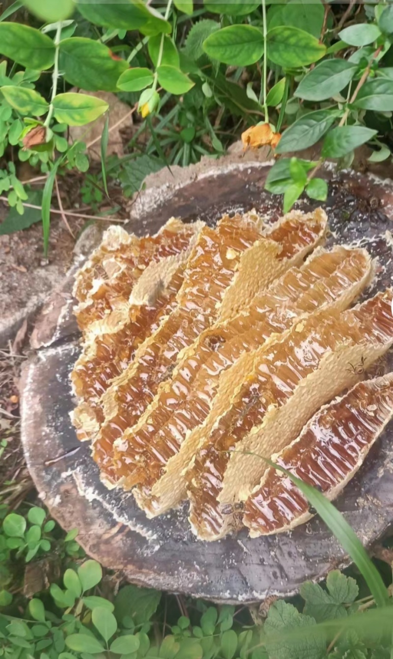 土蜂蜜