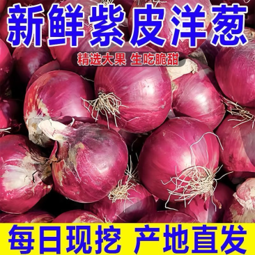 甘肃红美，紫葱，紫皮洋葱新鲜洋葱产地一手货源