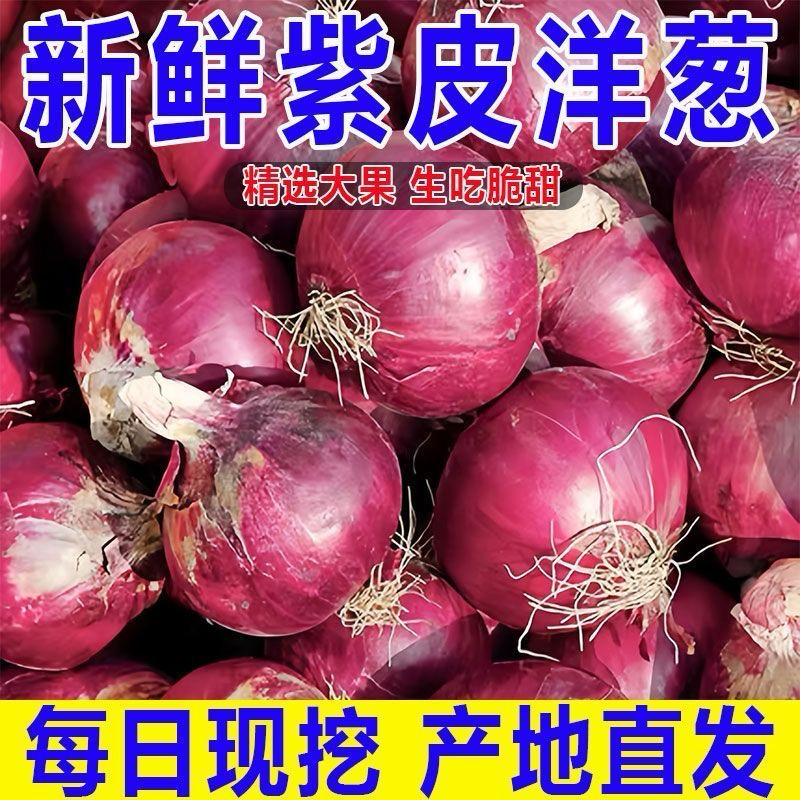 甘肃红美，紫葱，紫皮洋葱新鲜洋葱产地一手货源