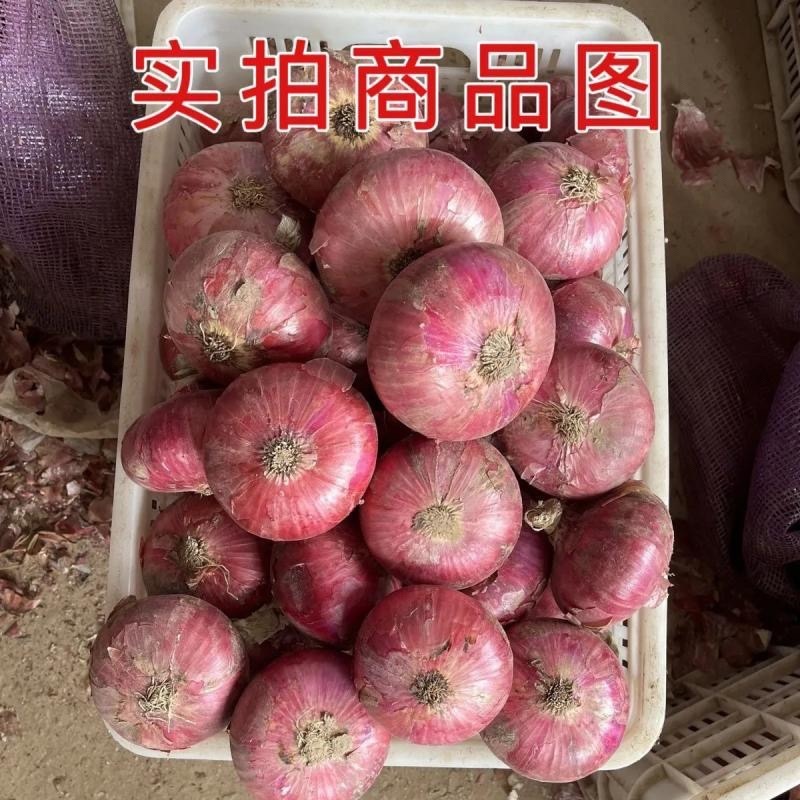 甘肃红美，紫葱，紫皮洋葱新鲜洋葱产地一手货源
