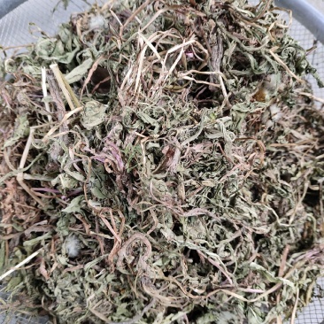 蒲公英蒲公英干货前期货野生整棵带根2025产地直发