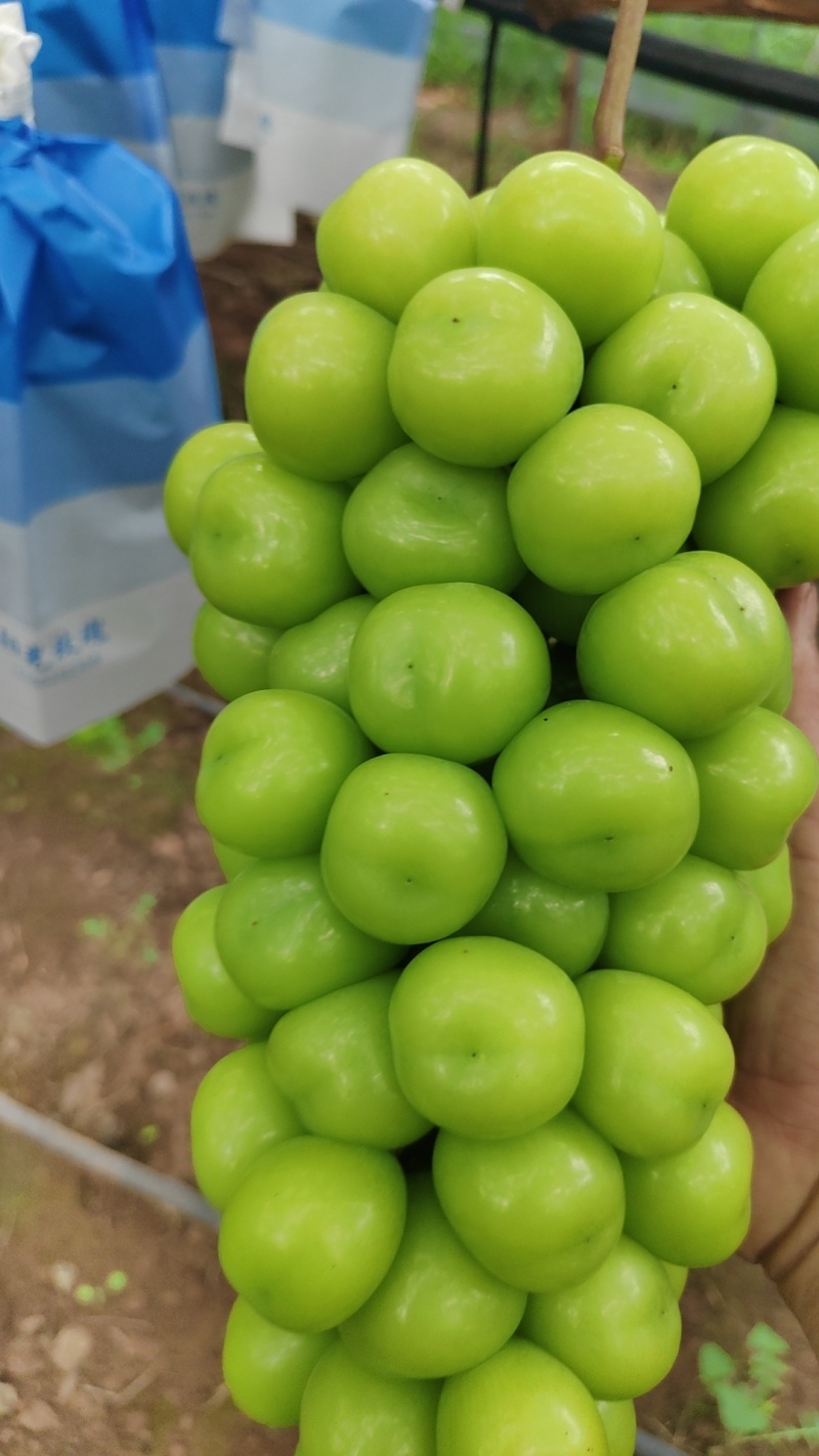 阳光玫瑰