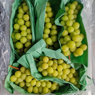阳光玫瑰平度货源产地带着香味的阳光玫瑰，品相杠杠的