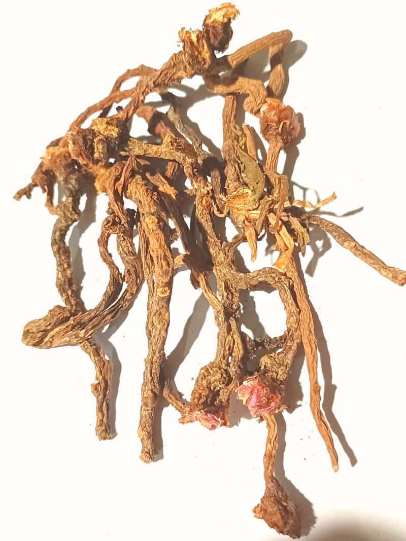 蒲公英纯根公英茶婆婆丁黄花苗根干品