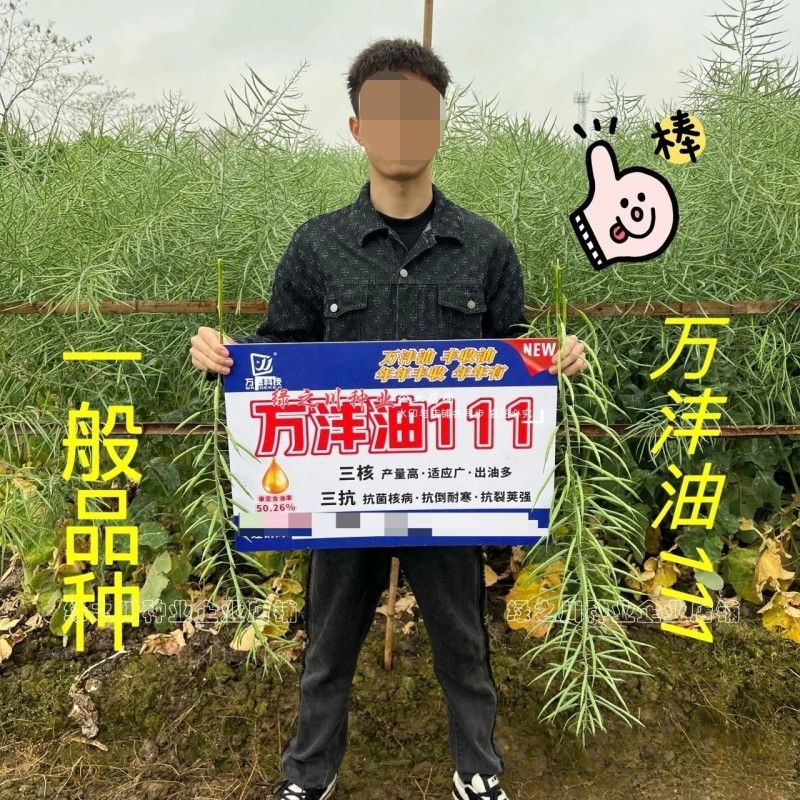 抗寒油菜籽含油量高万沣油111油菜种子抗倒性强出油多