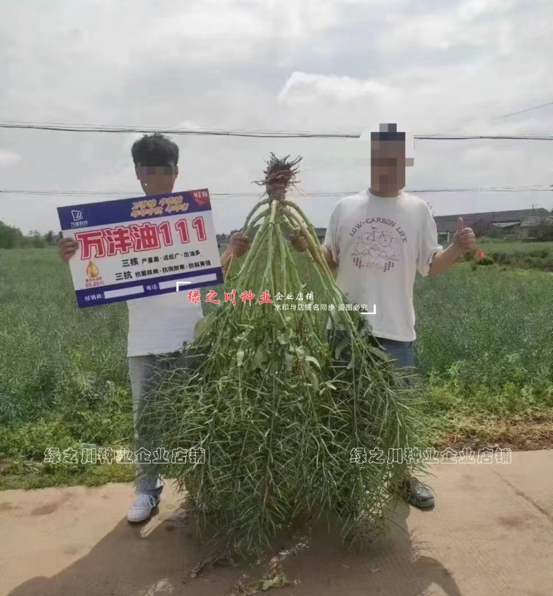 抗寒油菜籽含油量高万沣油111油菜种子抗倒性强出油多