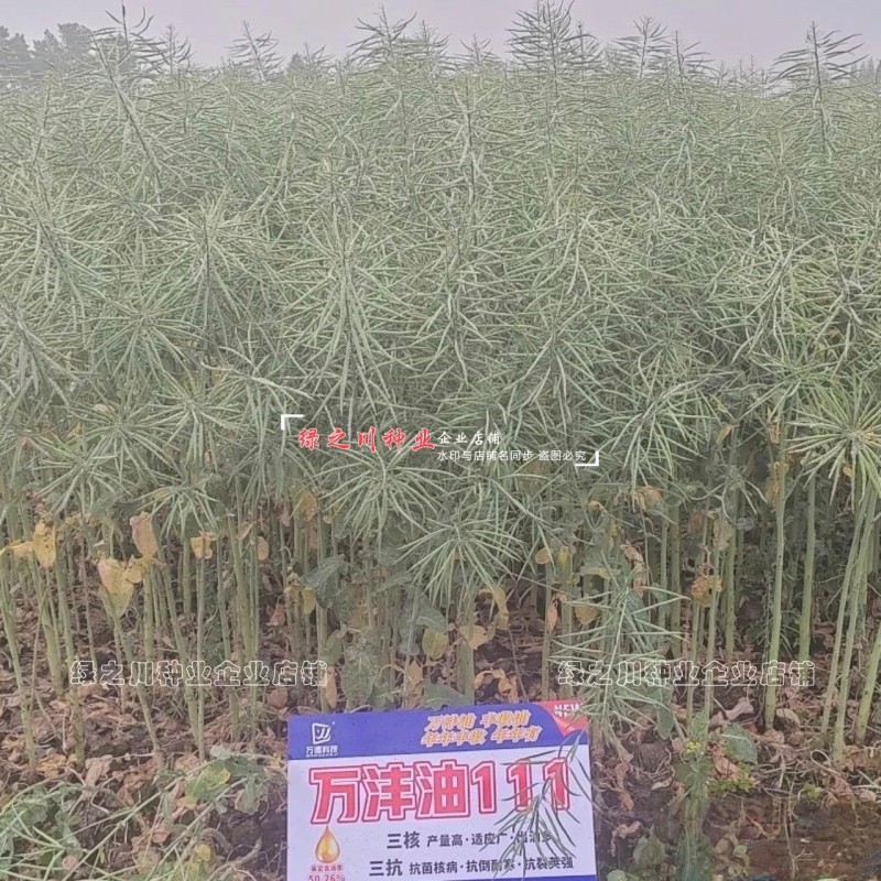 抗寒油菜籽含油量高万沣油111油菜种子抗倒性强出油多