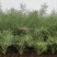 抗寒油菜籽含油量高万沣油111油菜种子抗倒性强出油多