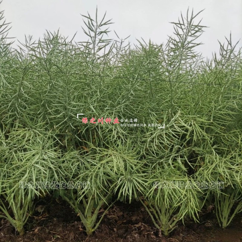 抗寒油菜籽含油量高万沣油111油菜种子抗倒性强出油多