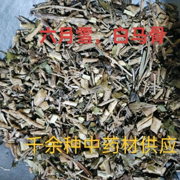 六月雪，白马骨中药材供应，量大从优质量保证！