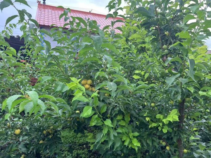 吉林金三李子黄金李大量上市中物美价廉欢迎选购
