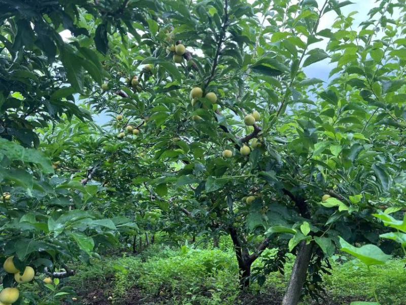 吉林金三李子黄金李大量上市中物美价廉欢迎选购