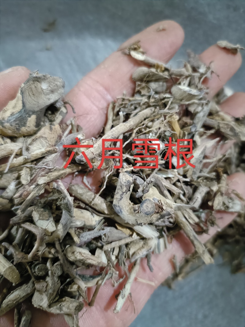 六月雪，白马骨中药材供应，量大从优质量保证！