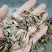 六月雪，白马骨中药材供应，量大从优质量保证！