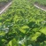 【香野草莓苗】各种品种齐全，脱毒草莓苗，质量保证欢迎联系